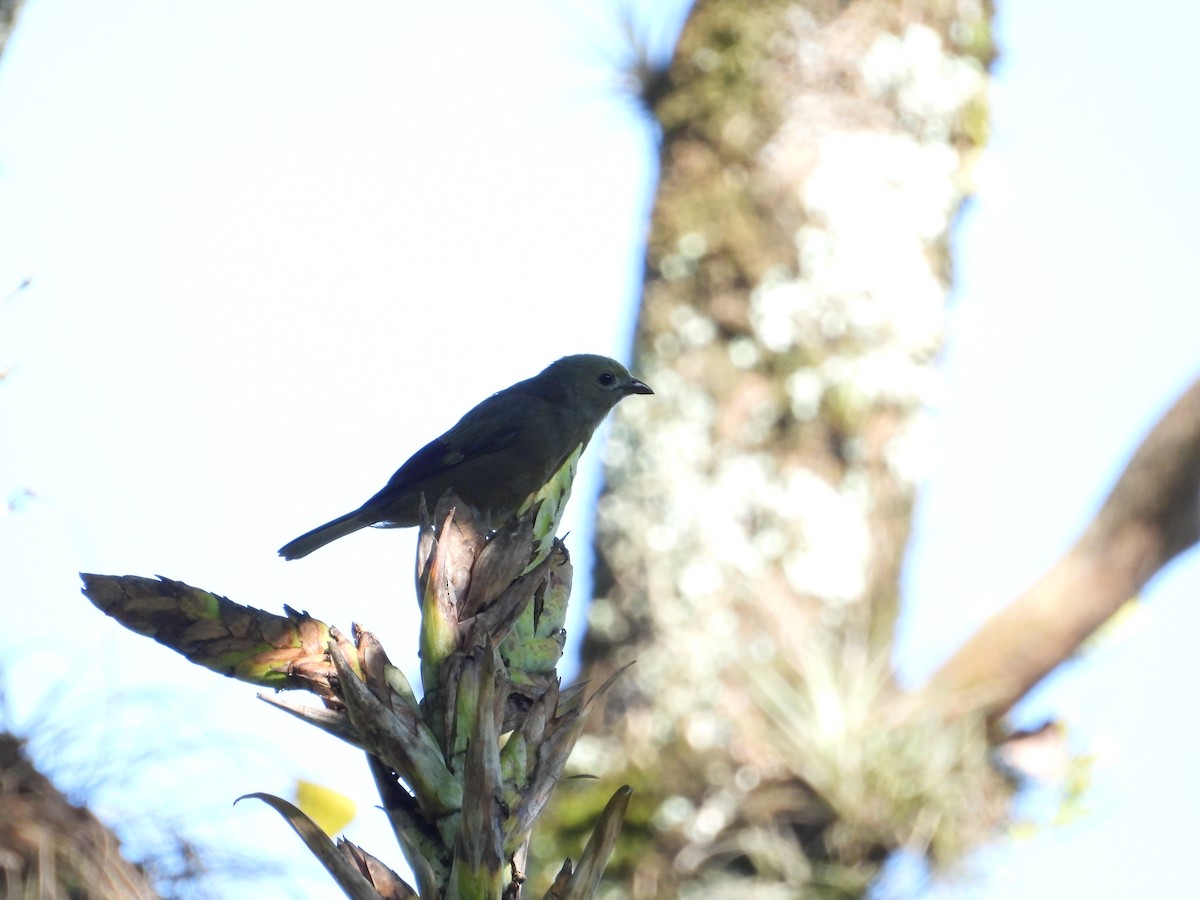 Palm Tanager - ML619068051