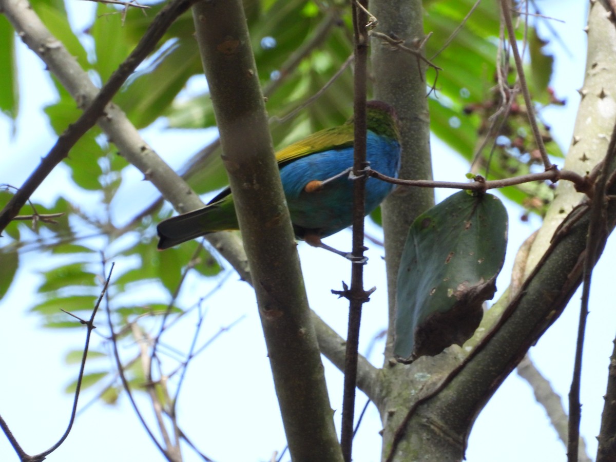Bay-headed Tanager - ML619068080