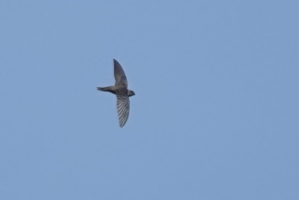 Indian Swiftlet - ML619068102