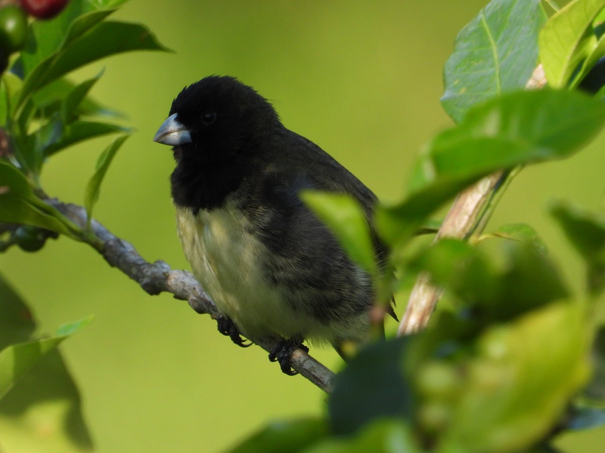 Yellow-bellied Seedeater - ML619068118