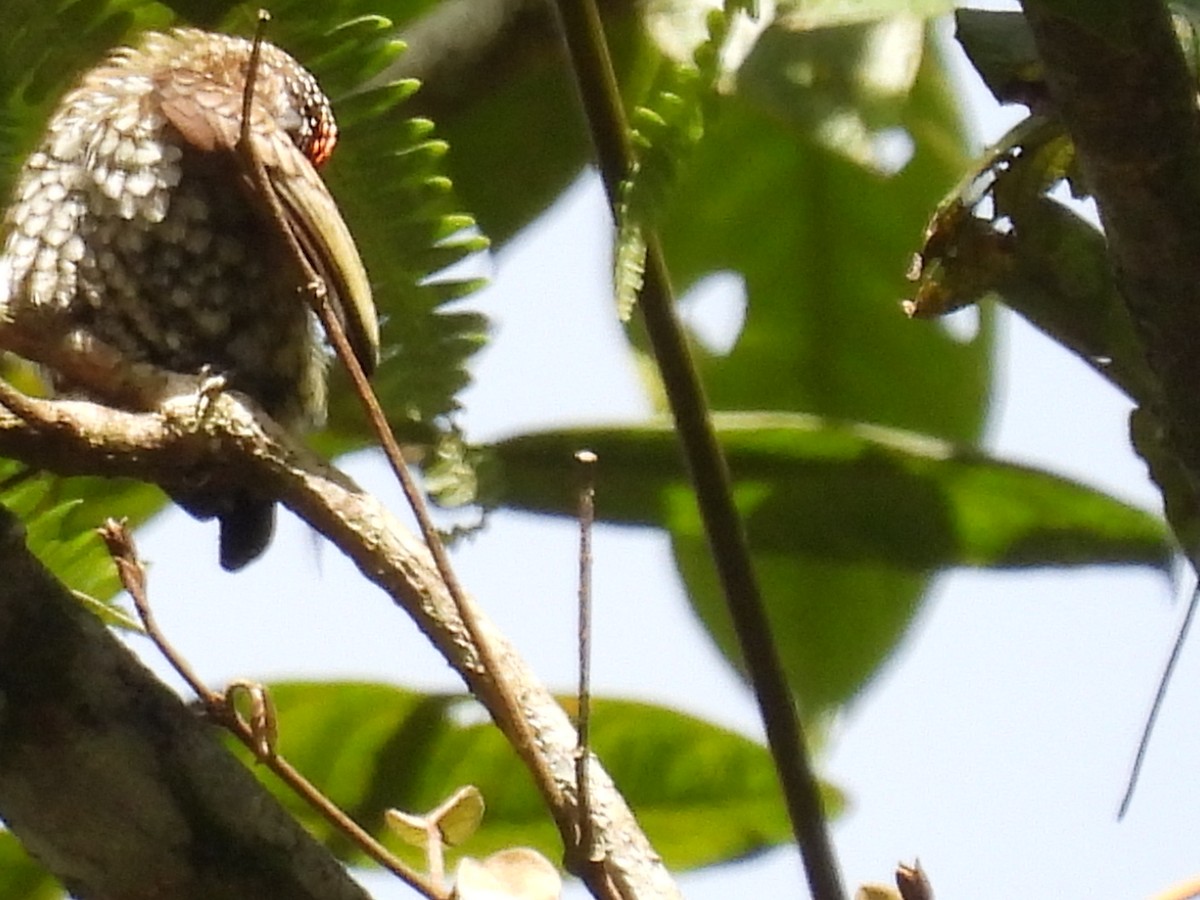 Scaled Piculet - ML619068157