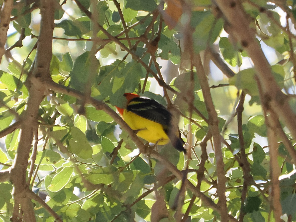 Western Tanager - ML619068165