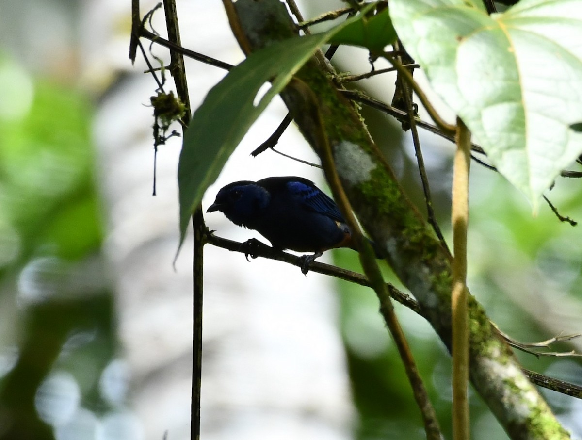 Opal-rumped Tanager - ML619068183