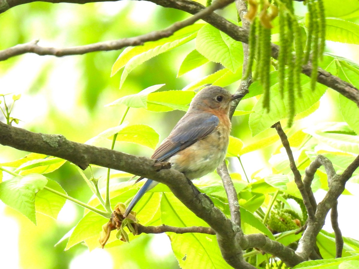 Eastern Bluebird - Yumi Doga