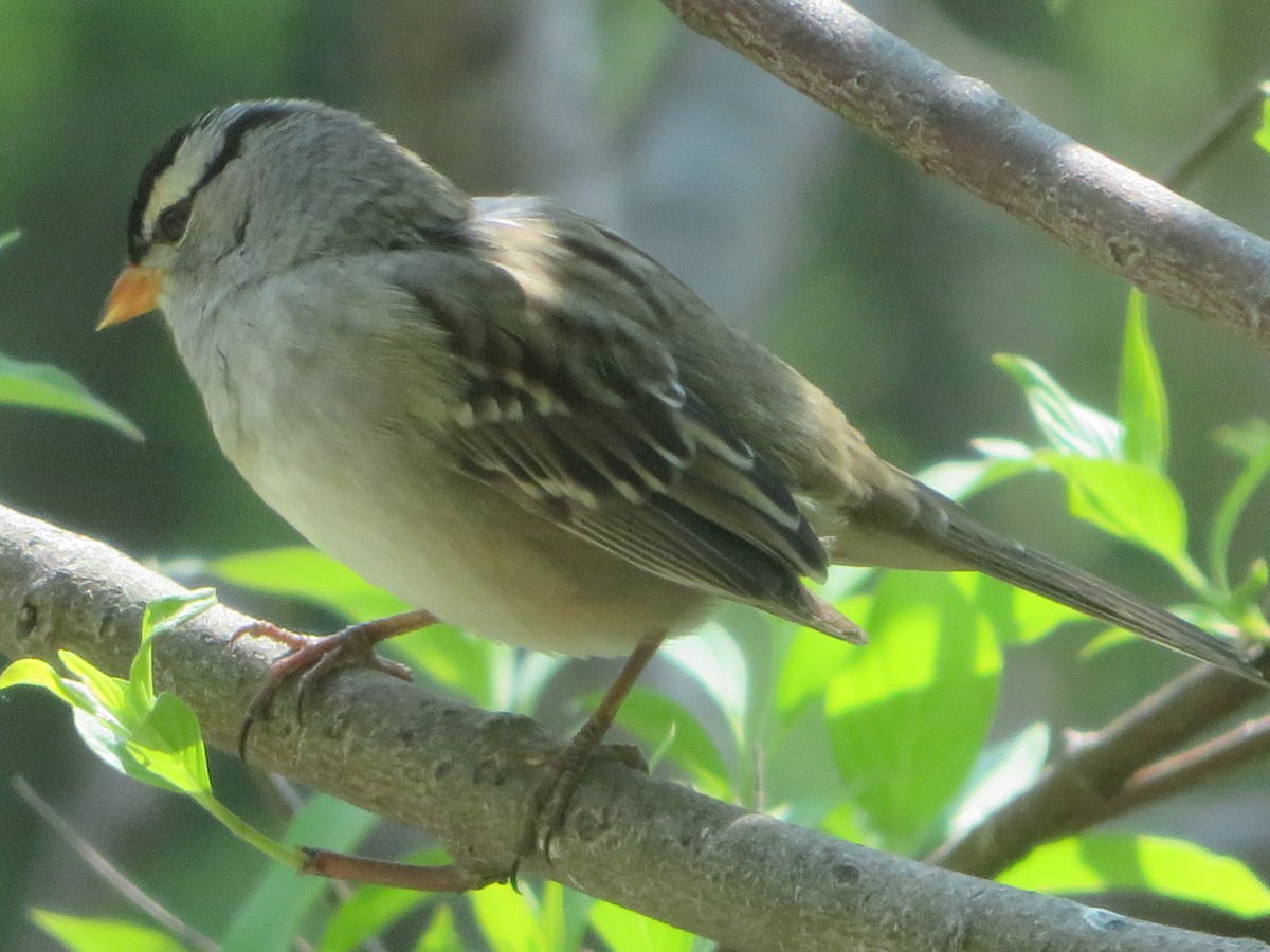 White-crowned Sparrow - ML619068202