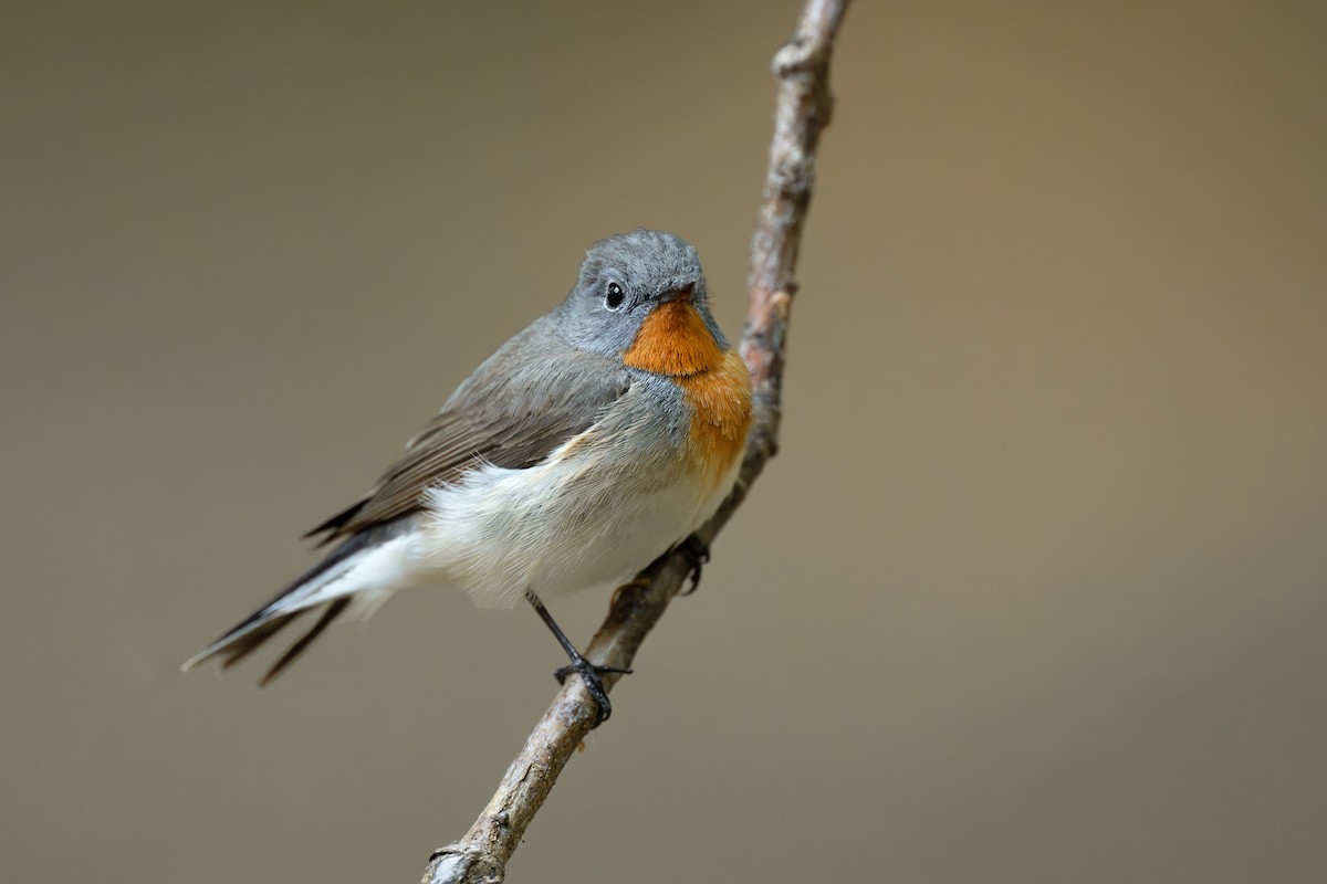 Red-breasted Flycatcher - ML619068244