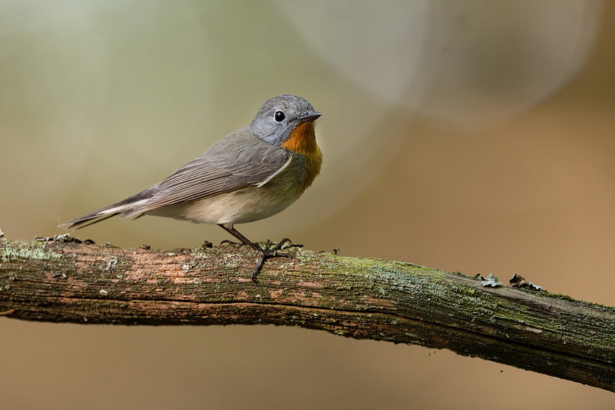 Red-breasted Flycatcher - Simon Edel