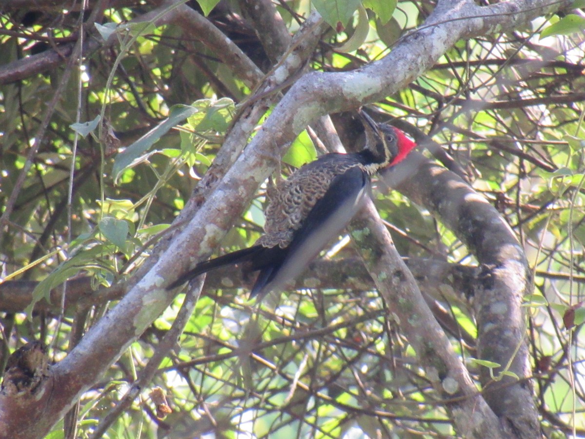 Lineated Woodpecker - ML619068248