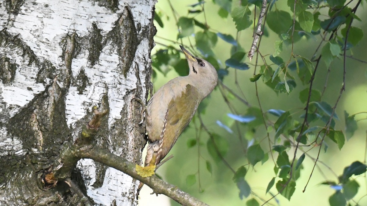 Gray-headed Woodpecker - Vlad Sladariu