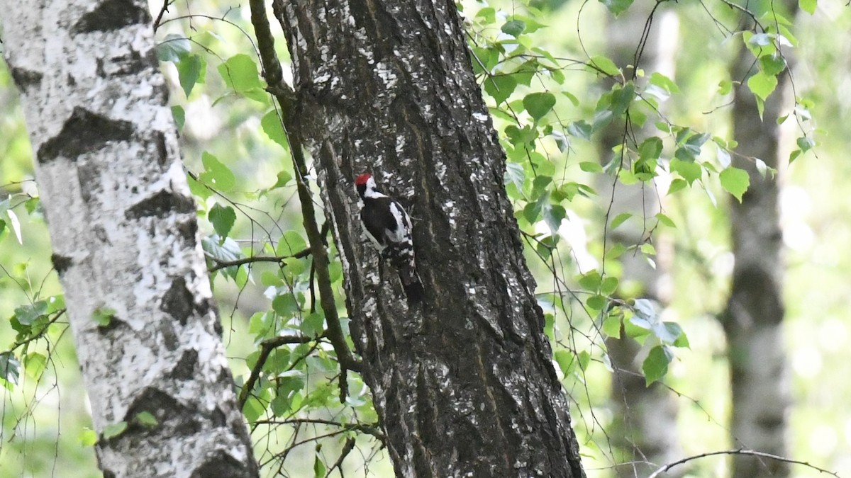 Syrian Woodpecker - ML619068284