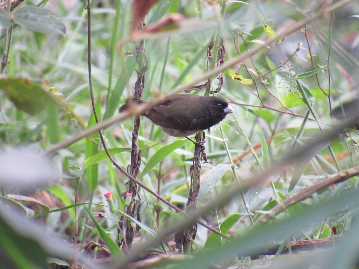 Yellow-bellied Seedeater - ML619068315
