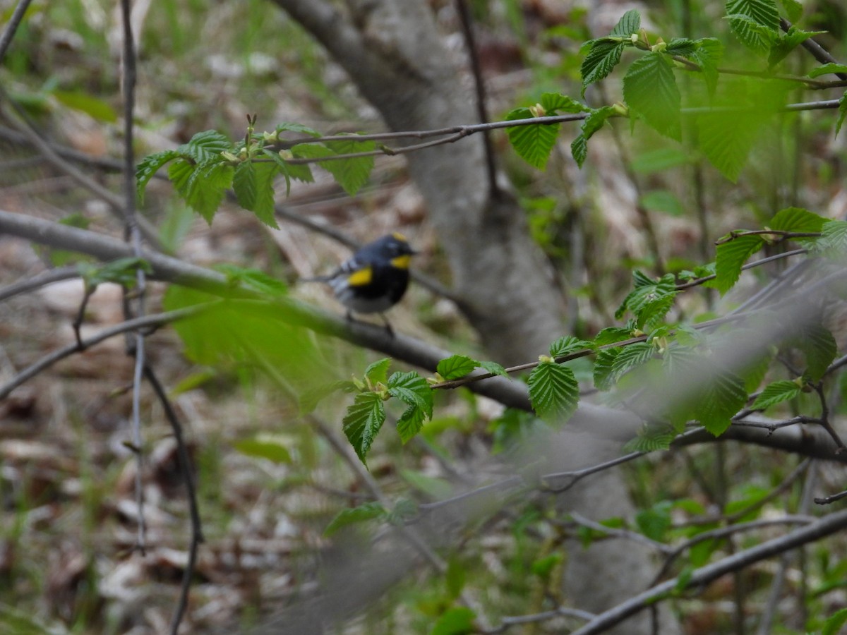Yellow-rumped Warbler (Audubon's) - ML619068324