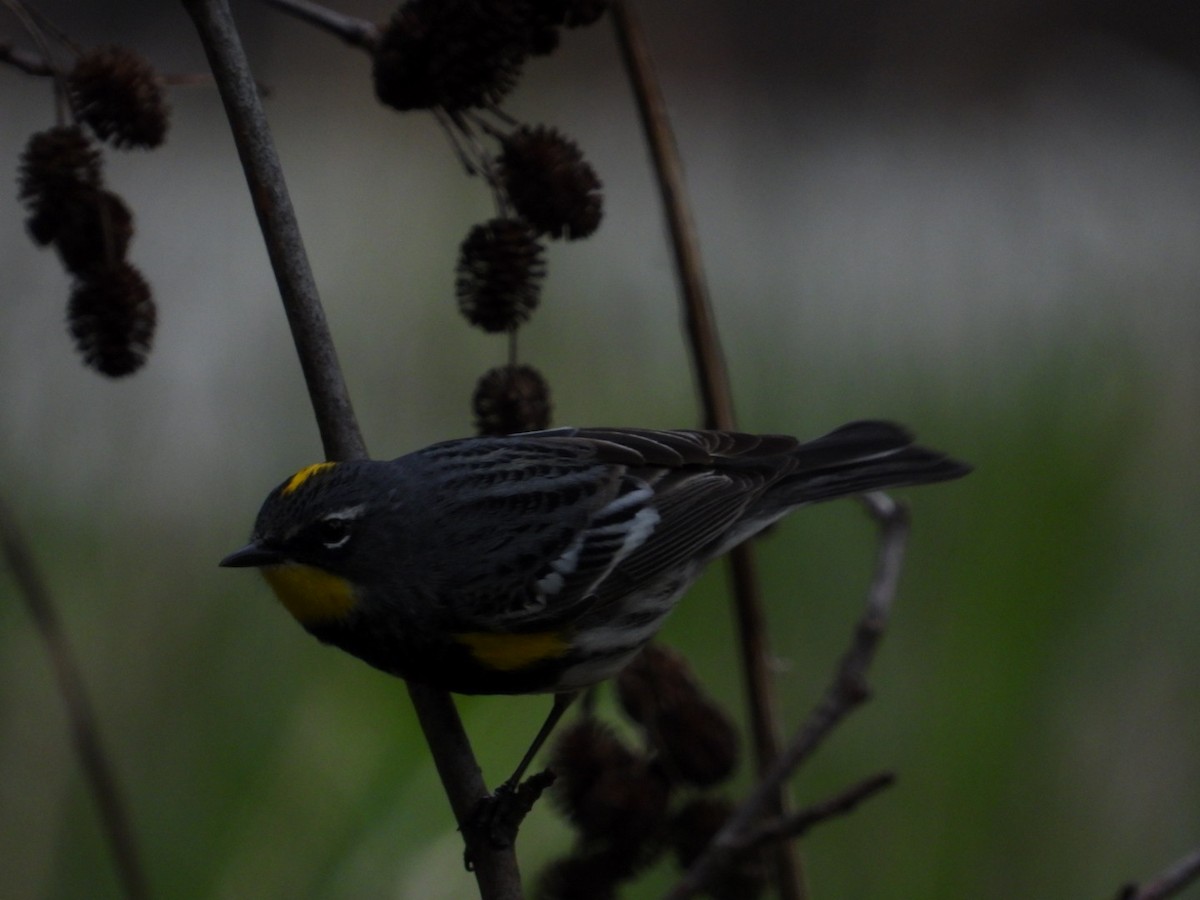 Yellow-rumped Warbler (Audubon's) - ML619068325