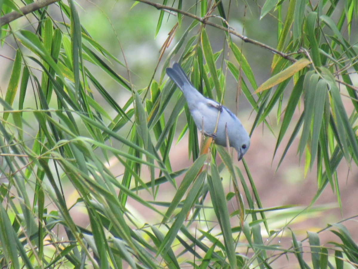 Blue-gray Tanager - ML619068330