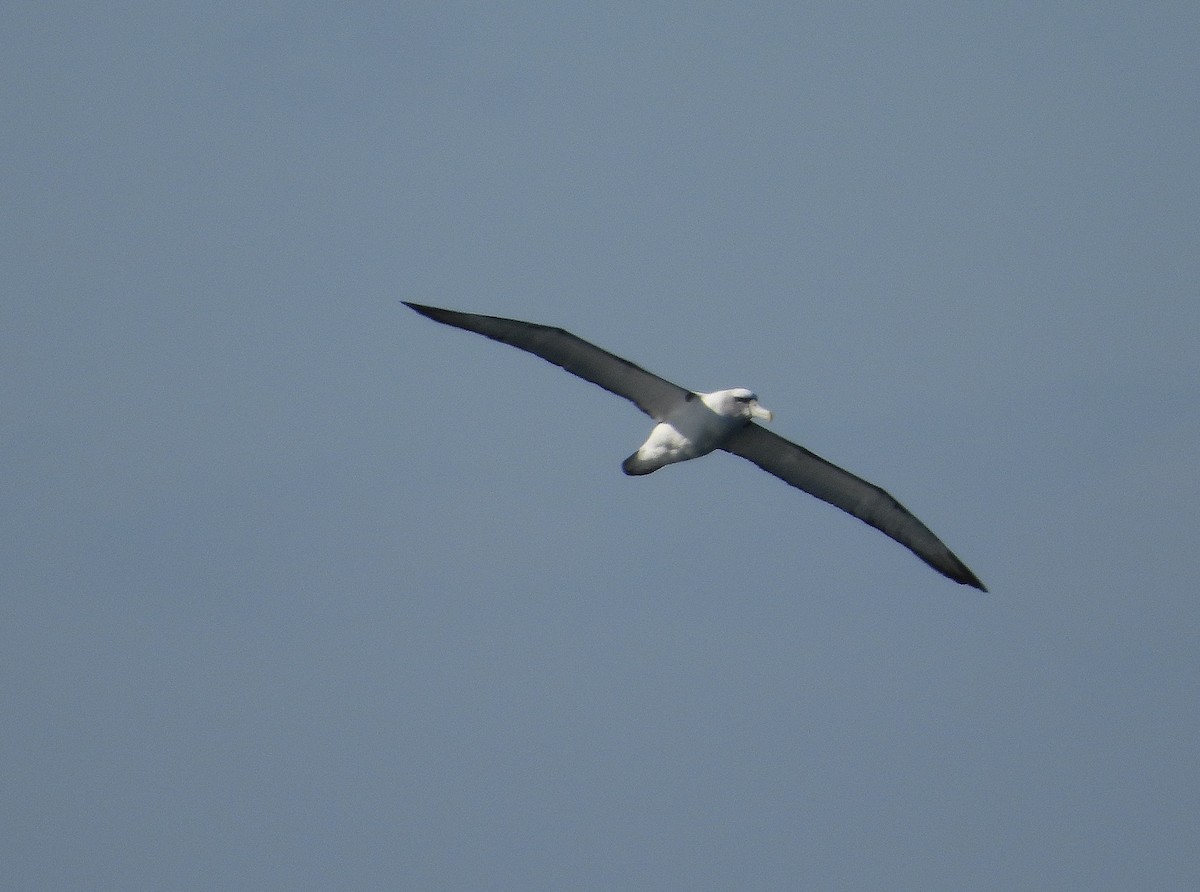 White-capped Albatross - ML619068472