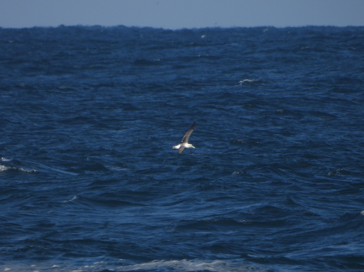 White-capped Albatross - ML619068473
