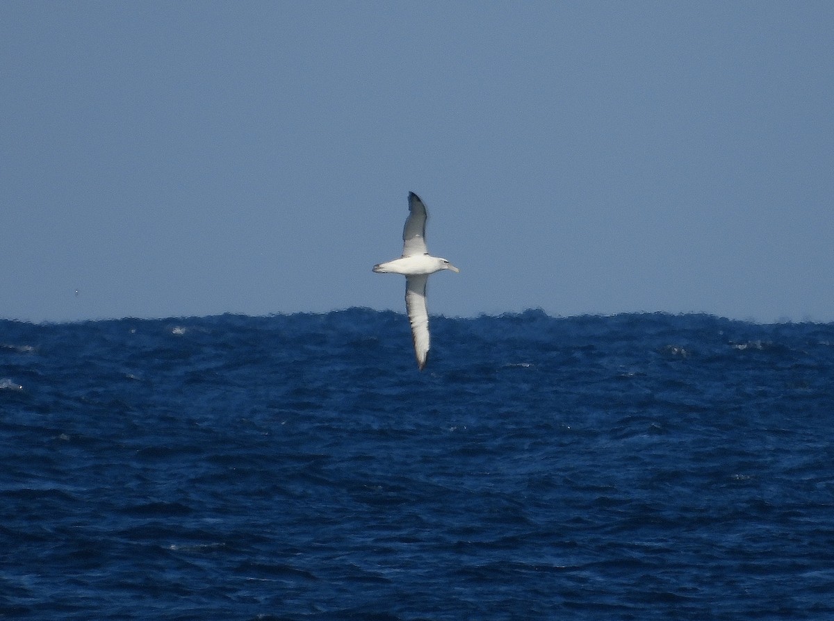 White-capped Albatross - ML619068474
