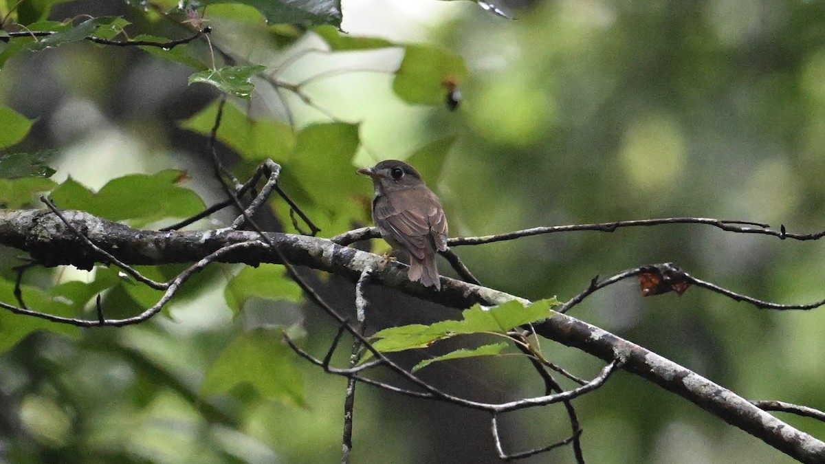 Brown-breasted Flycatcher - ML619068502