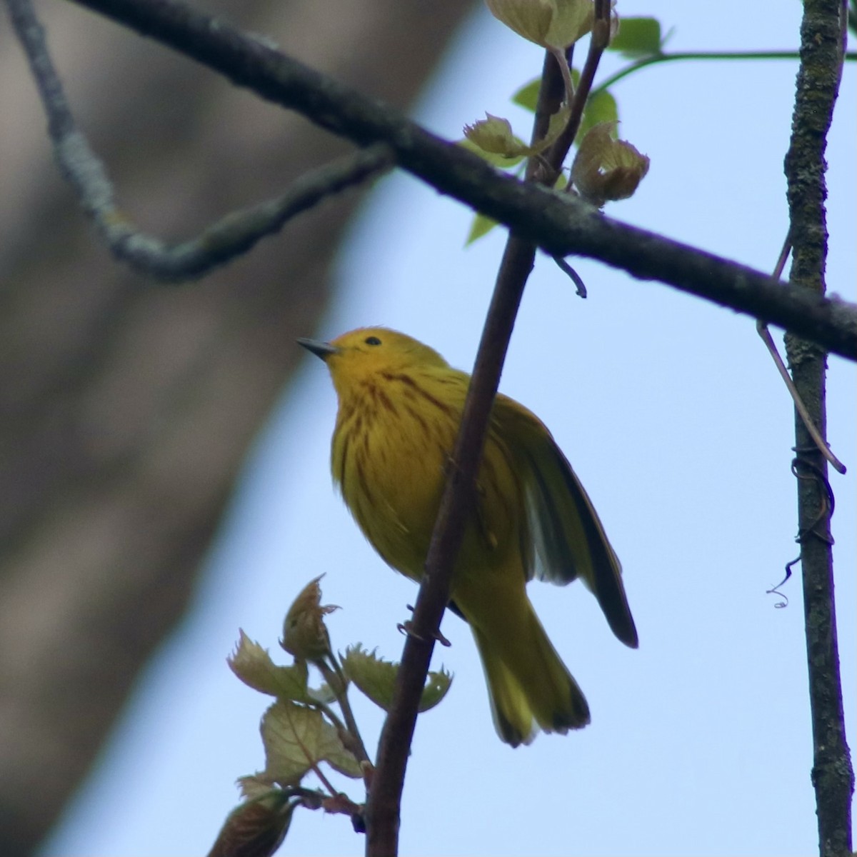 Yellow Warbler - ML619068519