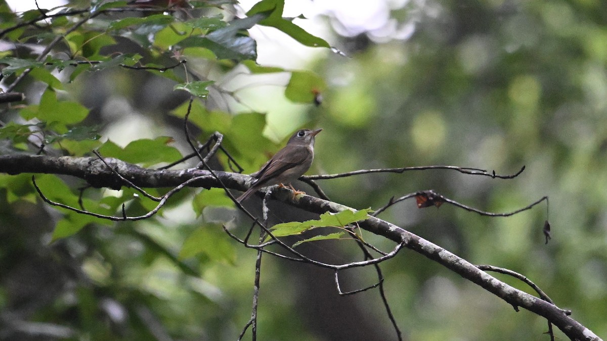 Brown-breasted Flycatcher - ML619068526