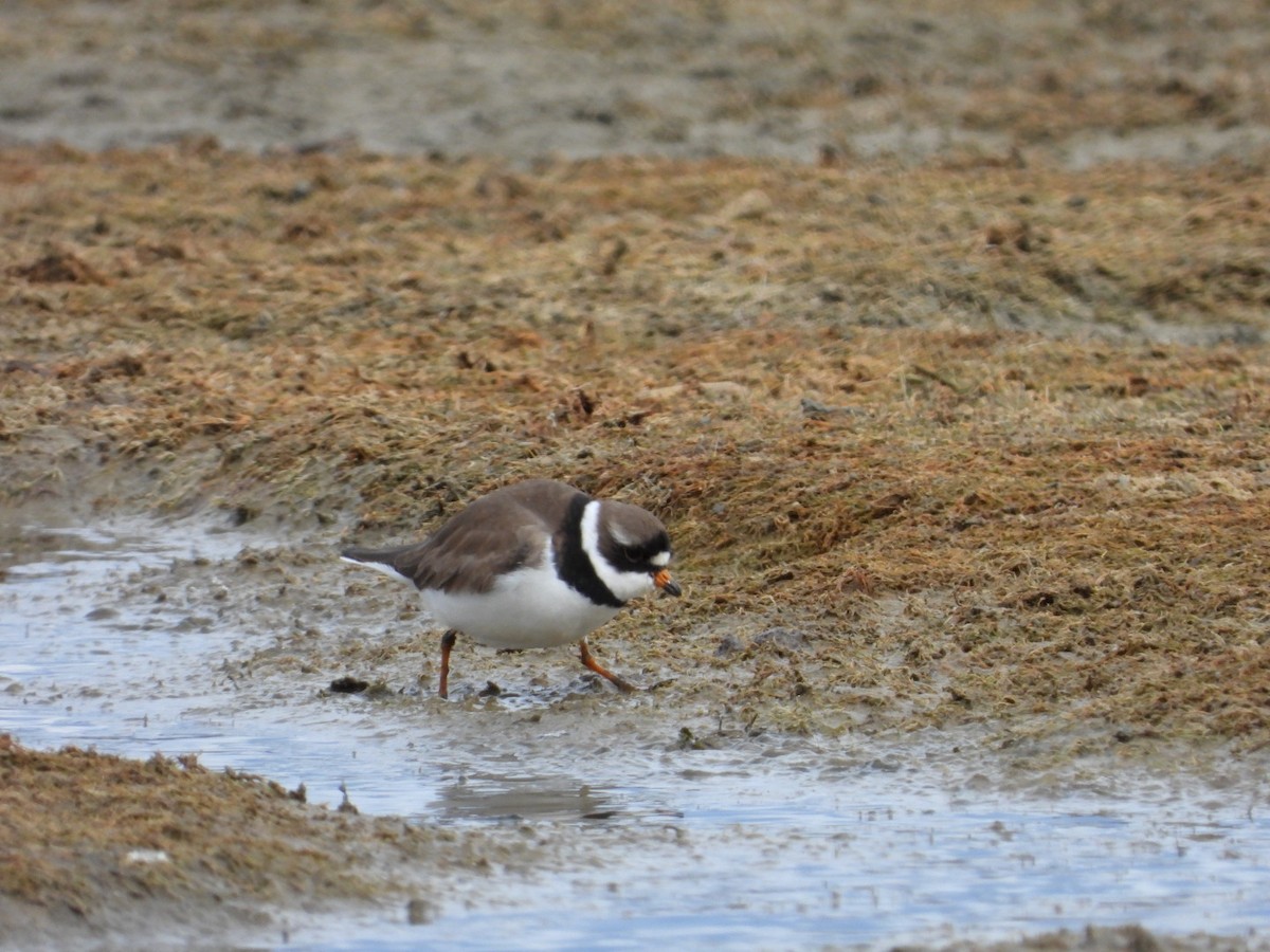 Semipalmated Plover - ML619068528