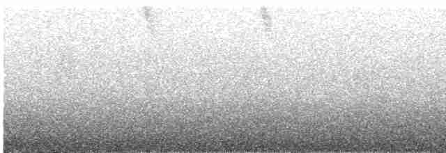 Pearly-eyed Thrasher - ML619068535