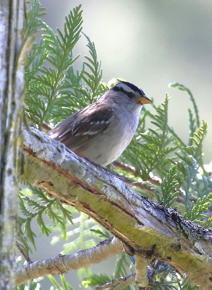 White-crowned Sparrow - ML619068542