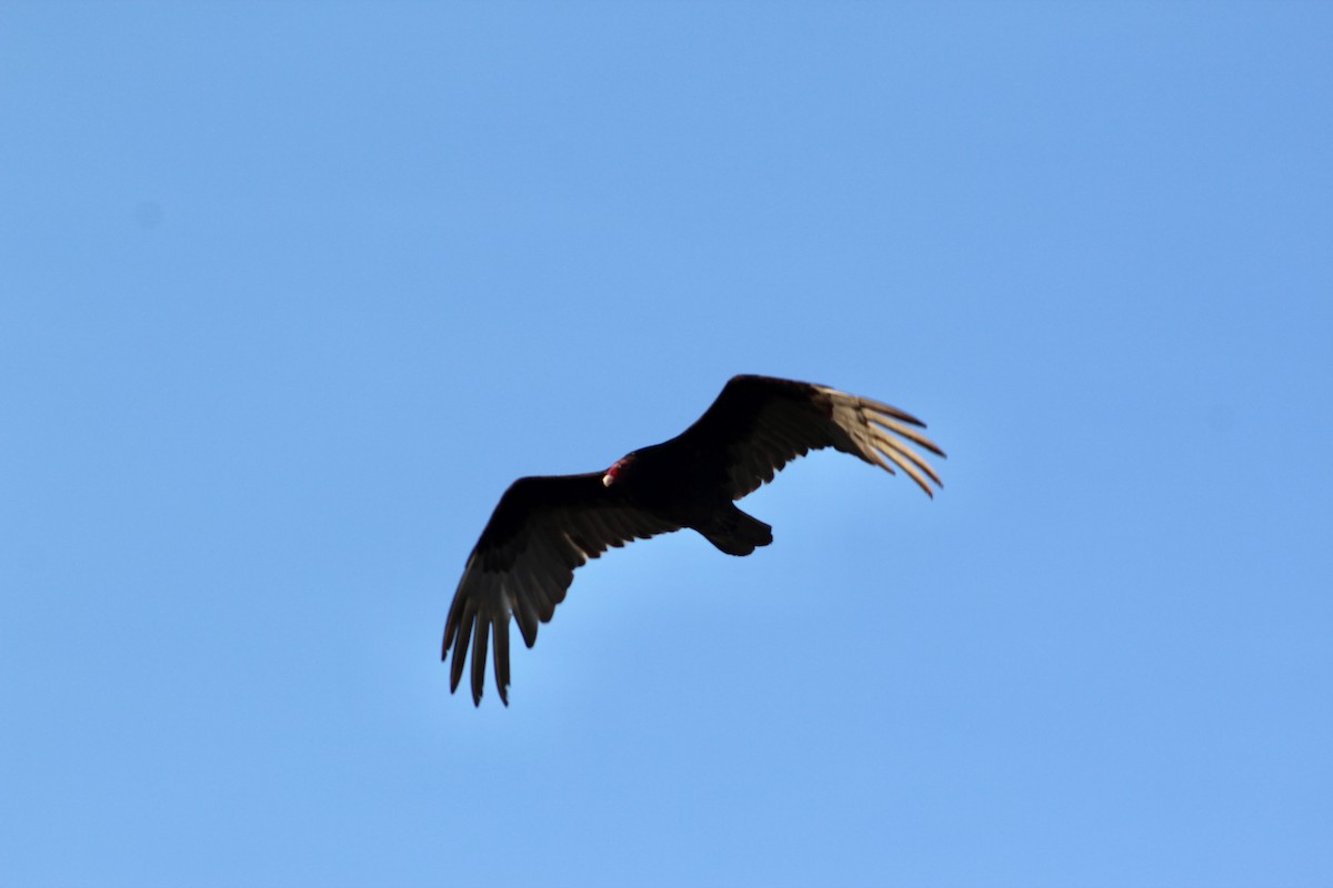 Turkey Vulture - ML619068550