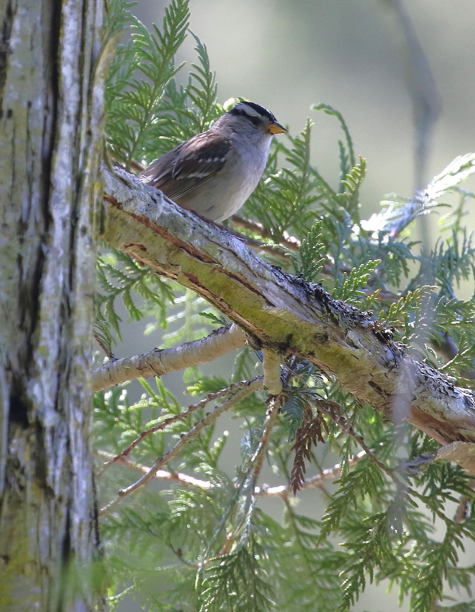 White-crowned Sparrow - ML619068551