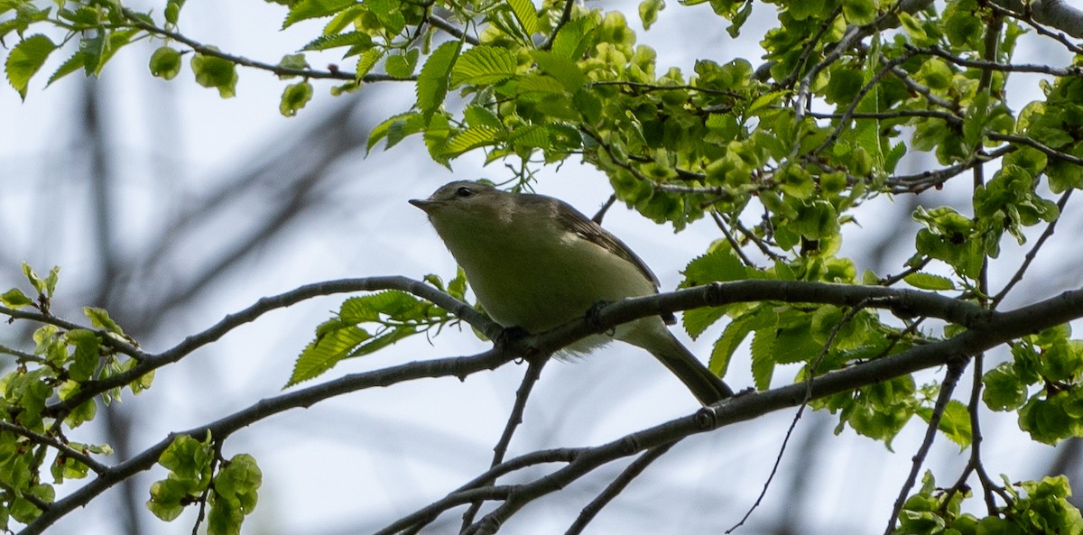 Warbling Vireo - Chad Berry