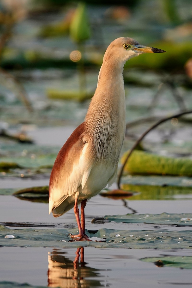 Indian Pond-Heron - ML619068584