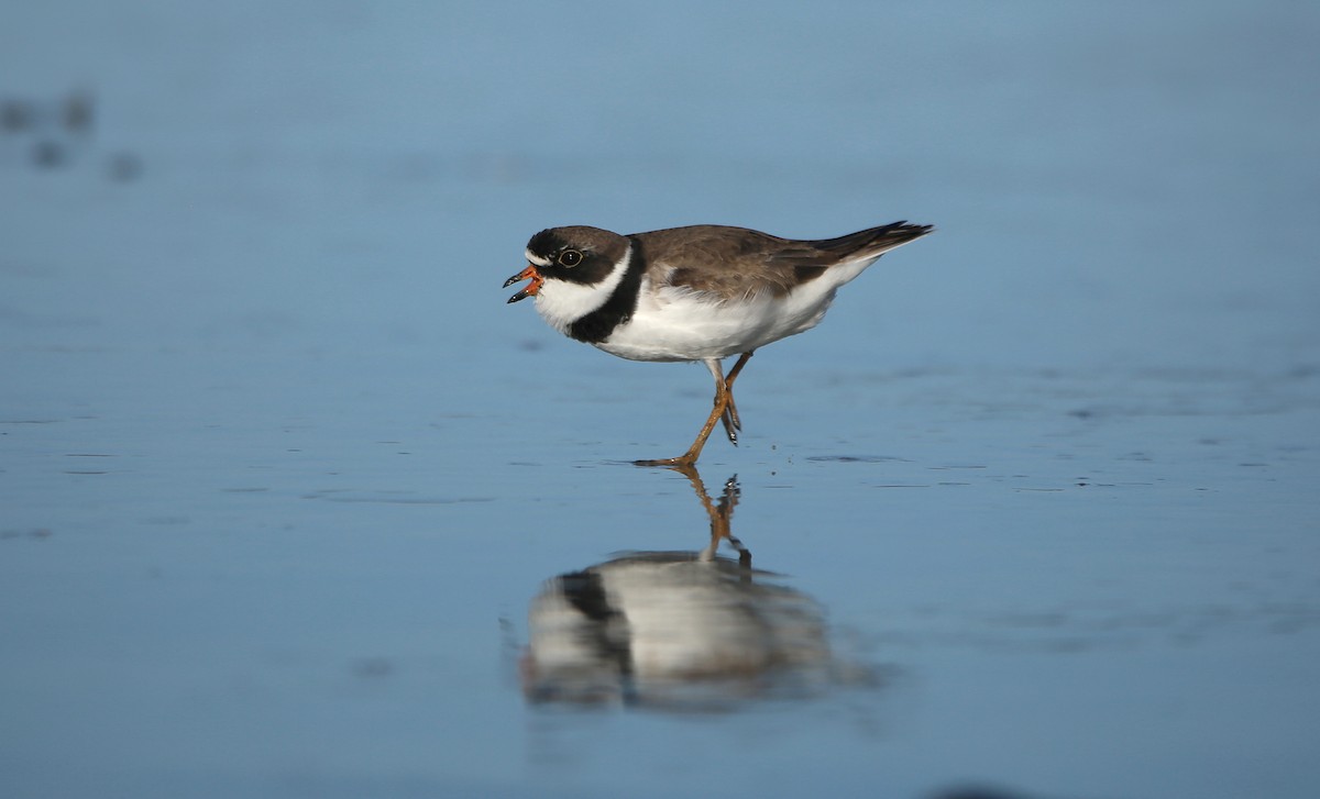 Semipalmated Plover - Nyjal Singh