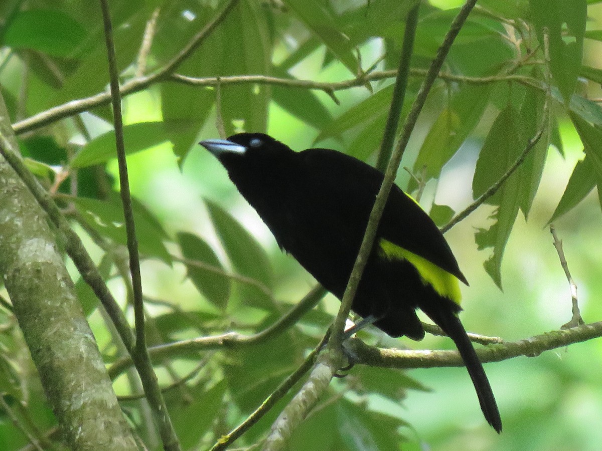 Flame-rumped Tanager - ML619068621
