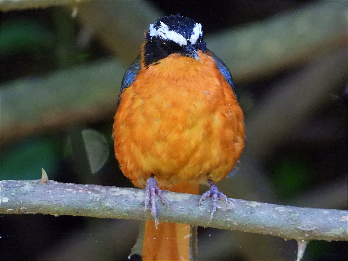 White-browed Robin-Chat - ML619068632
