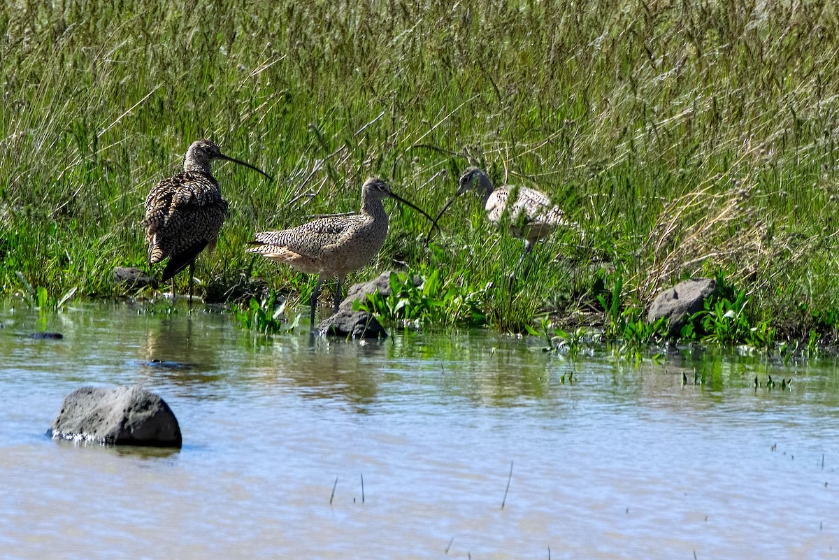 Long-billed Curlew - ML619068679