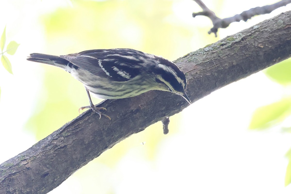 Black-and-white Warbler - ML619068710