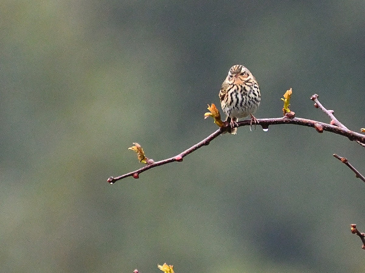 Olive-backed Pipit - ML619068732