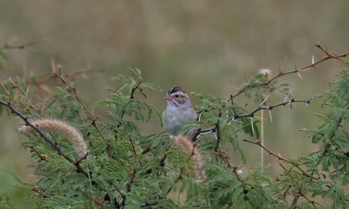 Clay-colored Sparrow - ML619068767