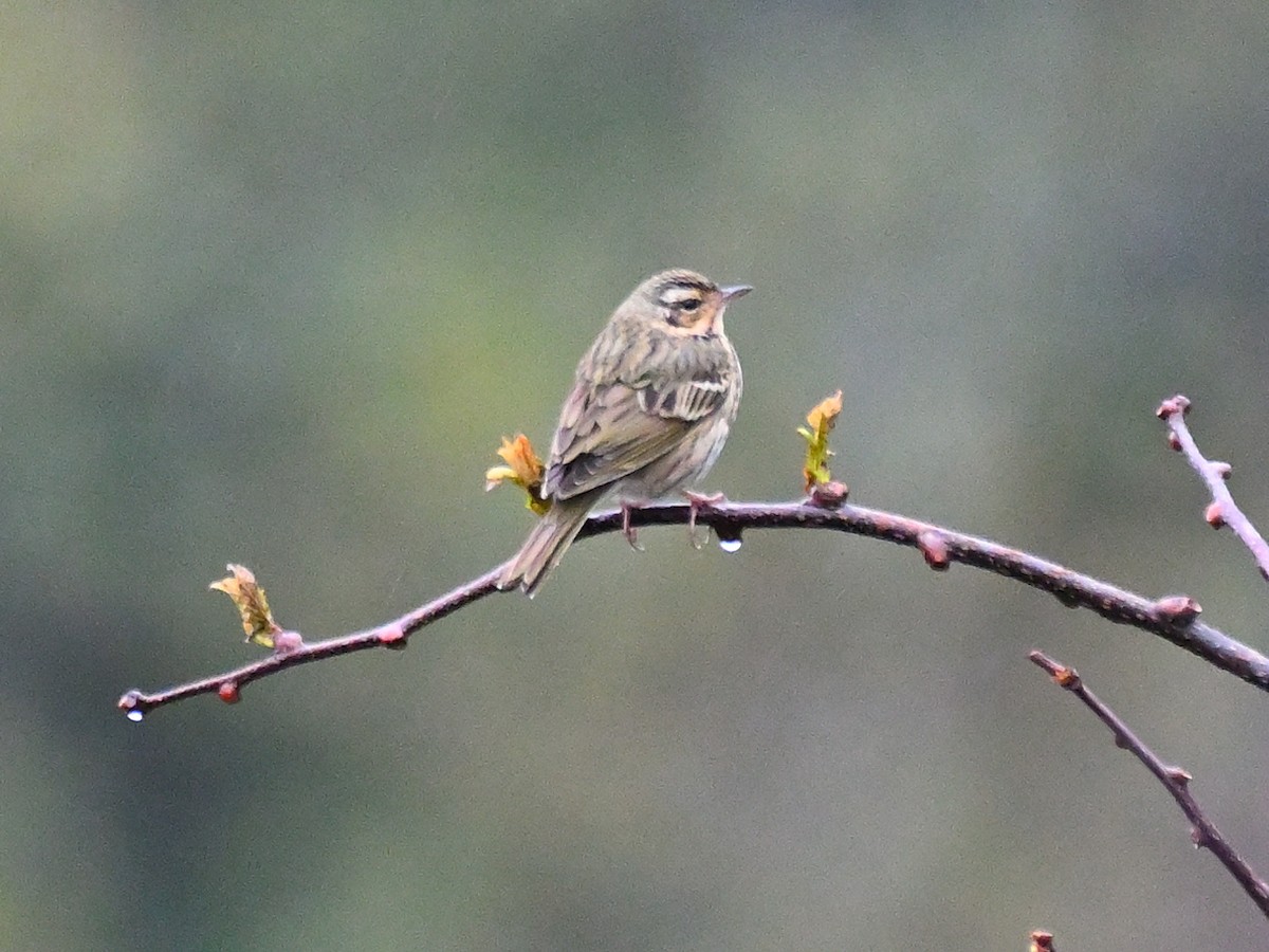 Olive-backed Pipit - ML619068779