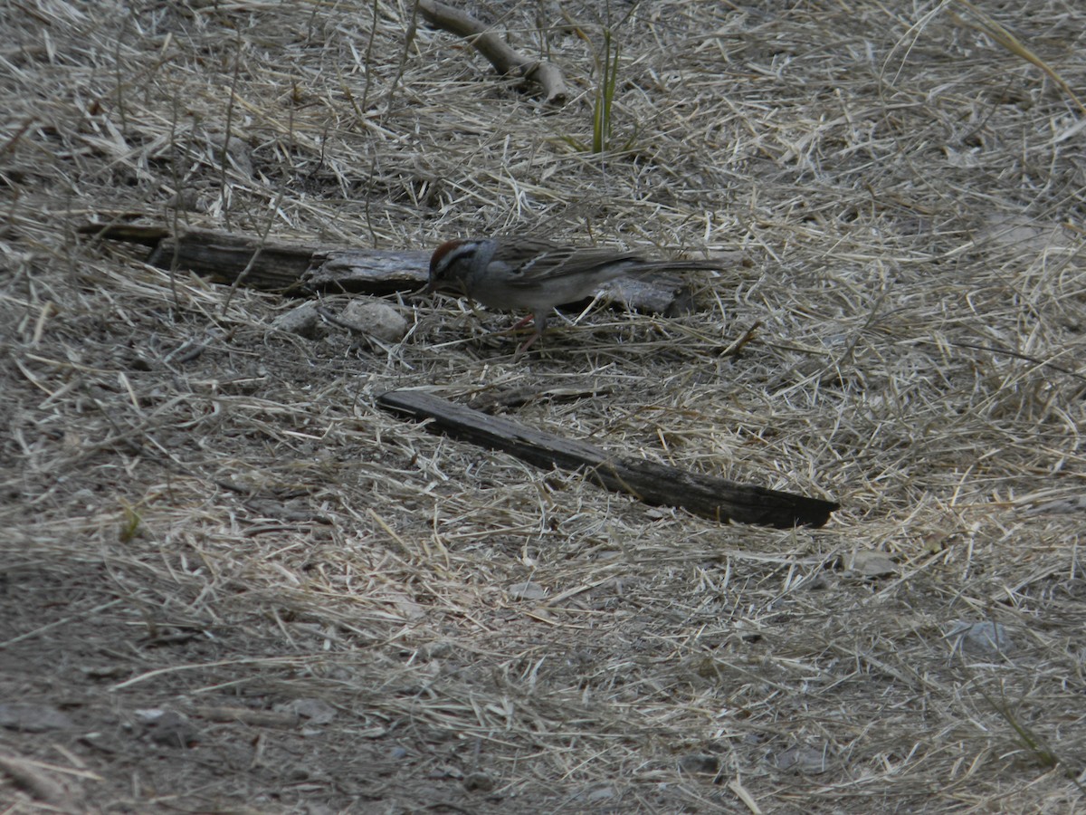 Chipping Sparrow - ML619068809