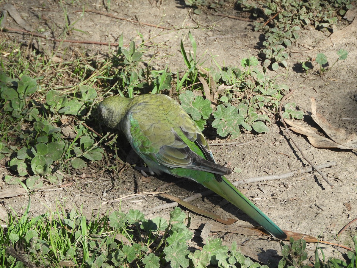 Red-rumped Parrot - Charles Silveira