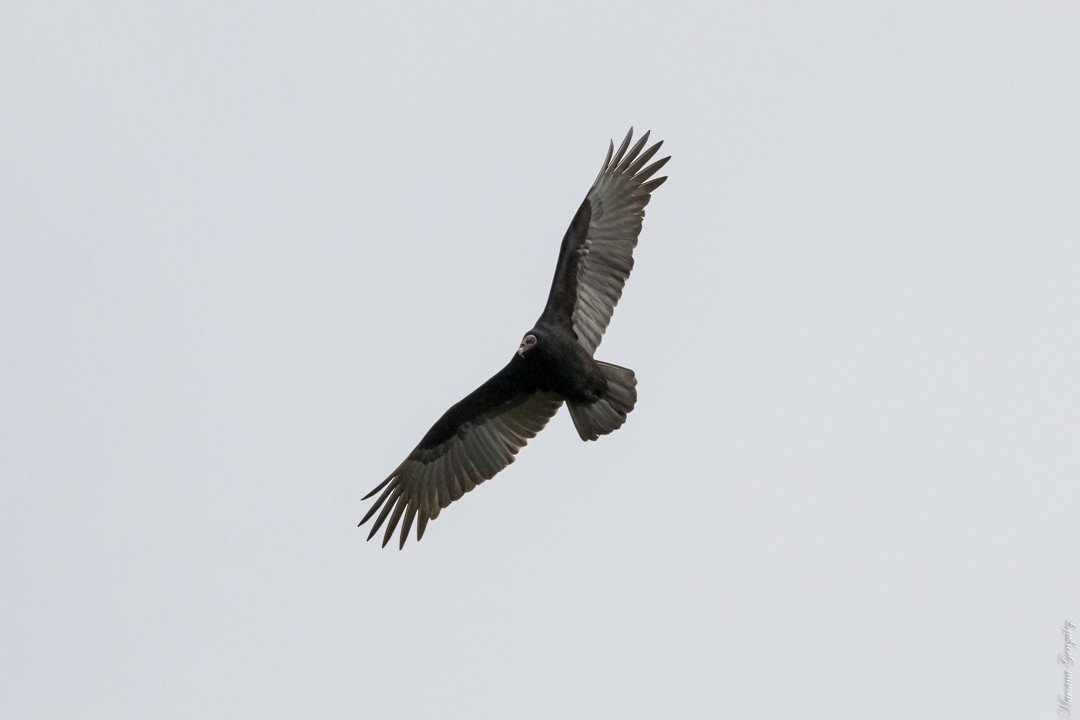 Turkey Vulture - ML619069011