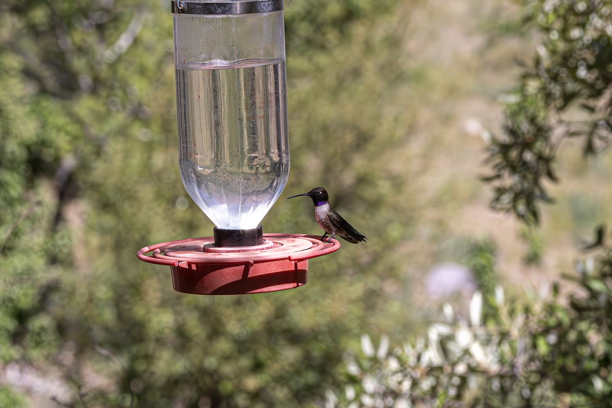 Black-chinned Hummingbird - ML619069016