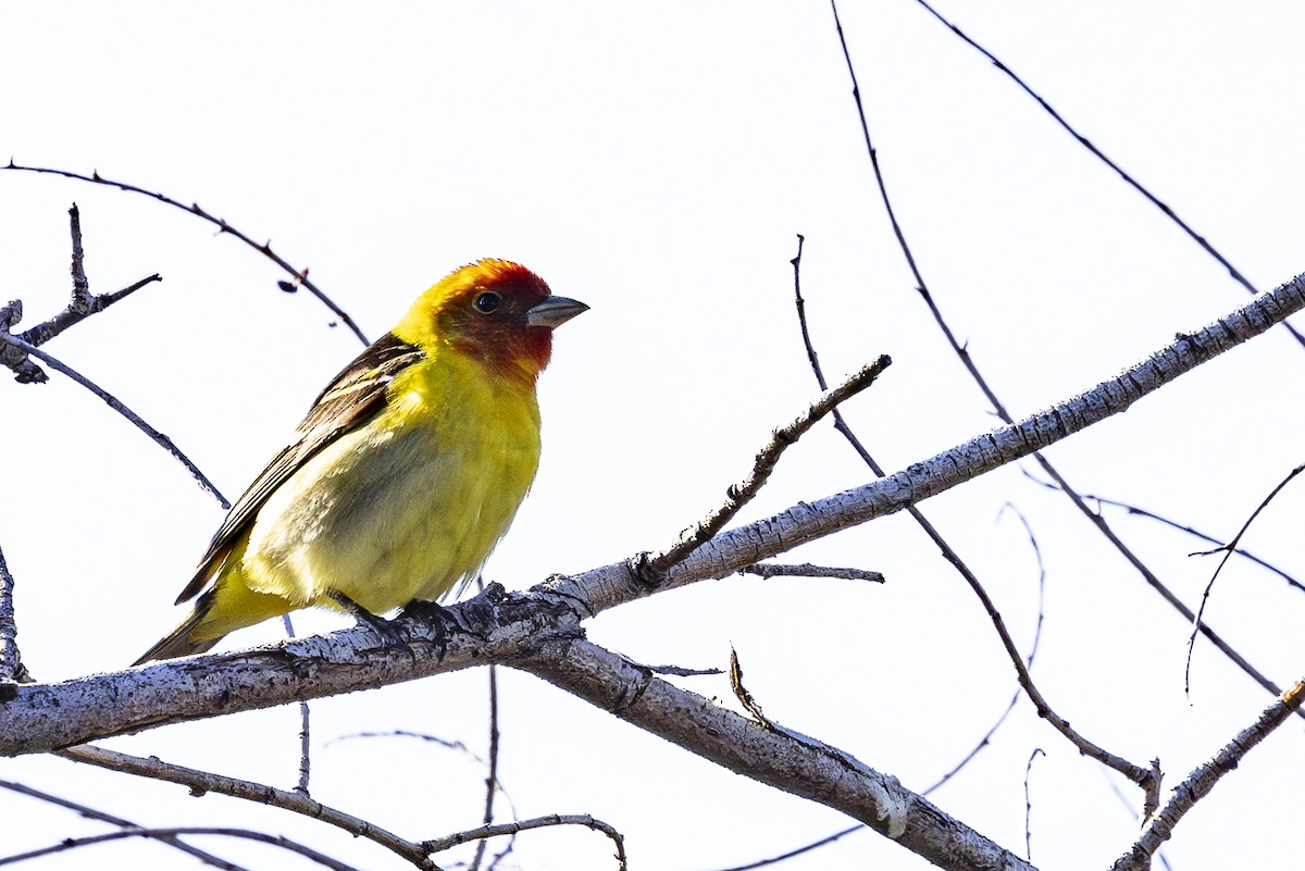 Western Tanager - ML619069022