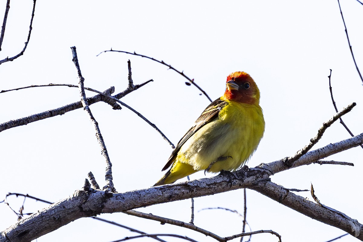 Western Tanager - ML619069023