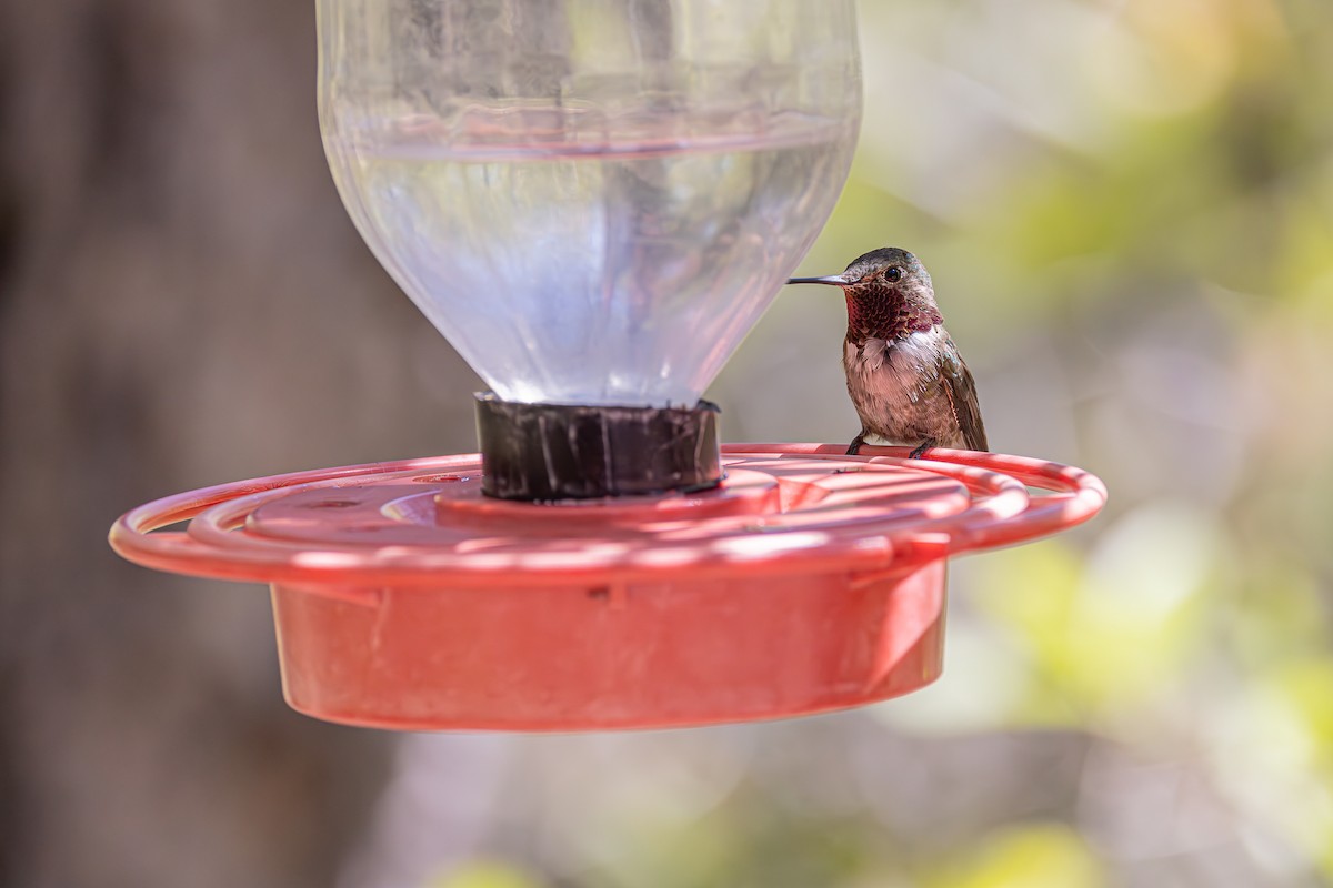 Broad-tailed Hummingbird - ML619069037