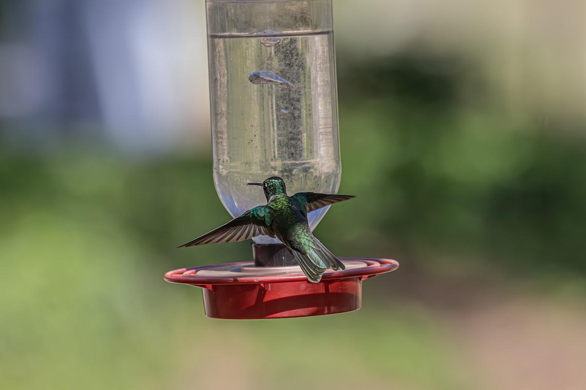Broad-billed Hummingbird - Betty Stevens