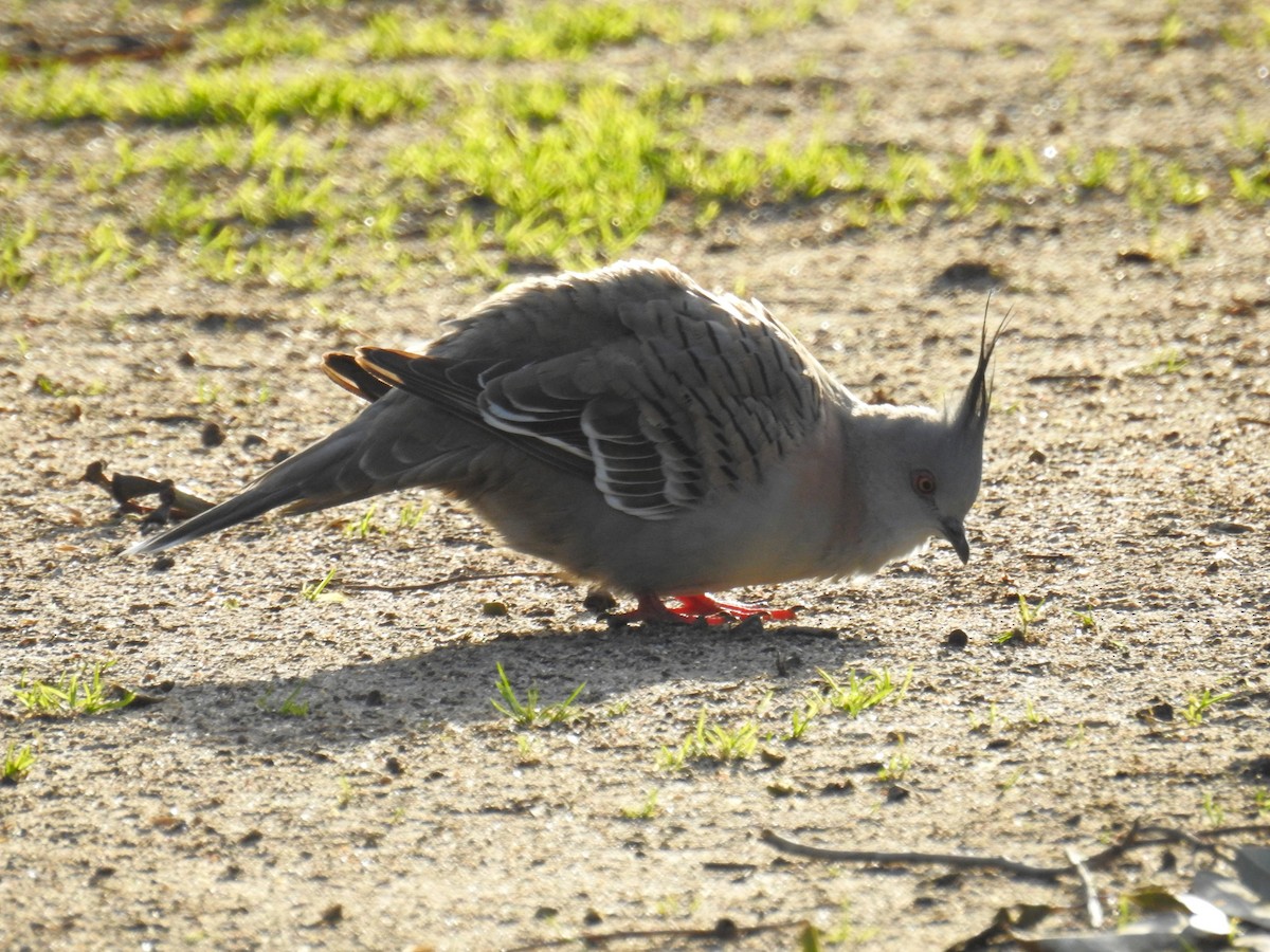 Crested Pigeon - ML619069147