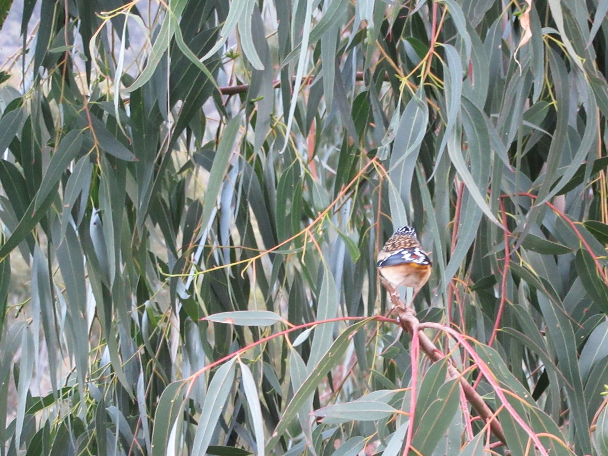 Spotted Pardalote - ML619069163