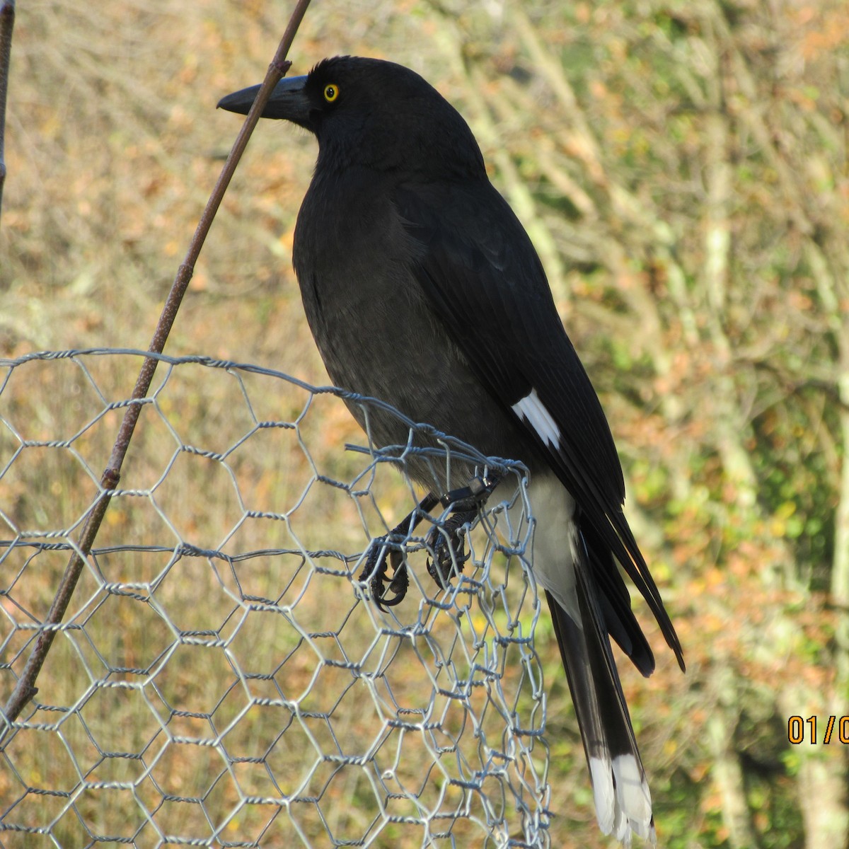 Pied Currawong - ML619069168